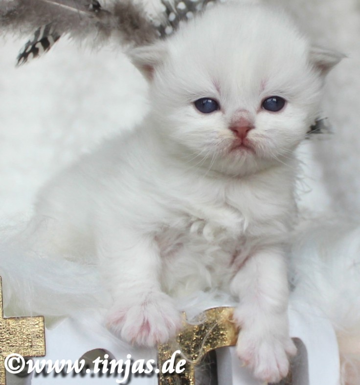 Britisch Langhaar Katzenbabys</A>